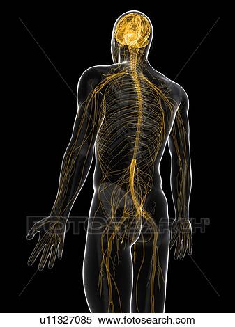 Central nervous system, artwork View Large Illustration Stock Illustration - Central nervous system, artwork. Fotosearch