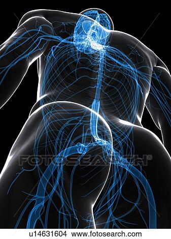 Central nervous system, artwork View Large Illustration Stock Illustration - Central nervous system, artwork. Fotosearch