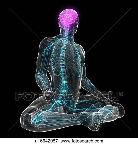Central nervous system, artwork View Large Illustration Stock Illustration - Central nervous system, artwork. Fotosearch