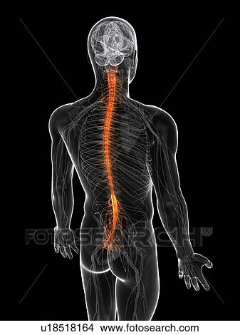 Central nervous system, artwork View Large Illustration Stock Illustration - Central nervous system, artwork. Fotosearch