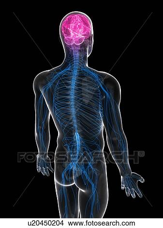 Stock Illustration - Central nervous system, artwork. Fotosearch