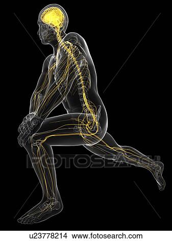 Central nervous system, artwork View Large Illustration Stock Illustration - Central nervous system, artwork. Fotosearch