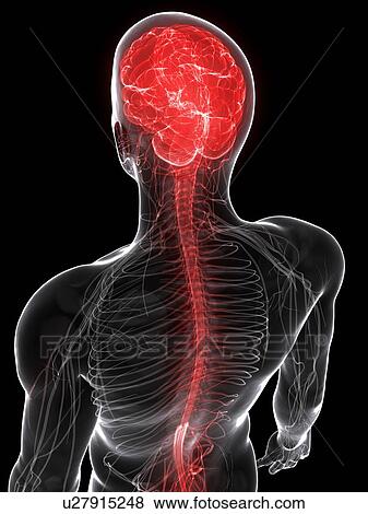 Stock Illustration - Central nervous system, artwork. Fotosearch