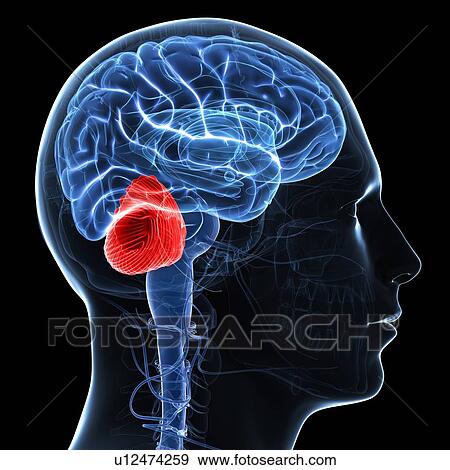 Cerebellum, artwork View Large Illustration Stock Illustration - Cerebellum, artwork. Fotosearch