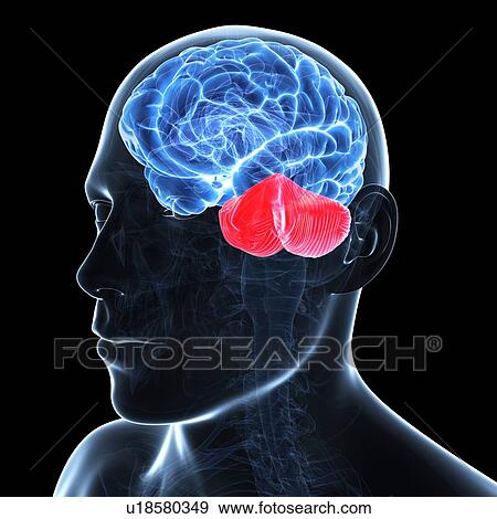 Cerebellum, artwork View Large Illustration Stock Illustration - Cerebellum, artwork. Fotosearch