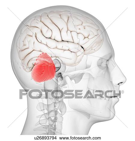 Cerebellum, artwork View Large Illustration Stock Illustration - Cerebellum, artwork. Fotosearch