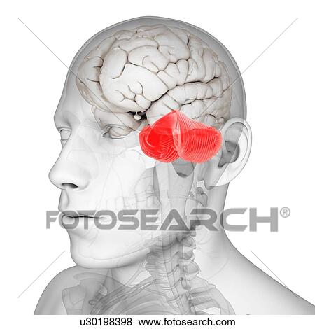 Stock Illustration - Cerebellum, artwork. Fotosearch
