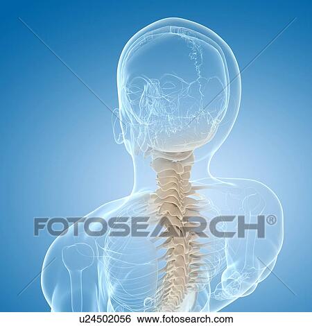 Stock Illustration - Cervical spine, artwork. Fotosearch