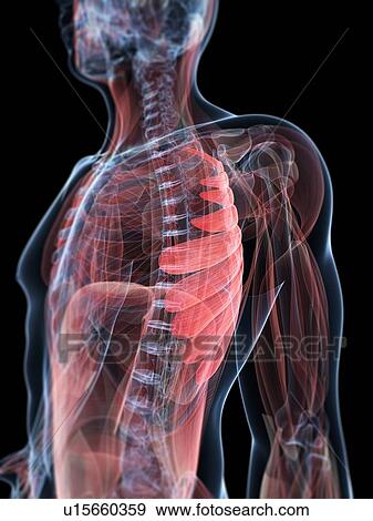 Chest muscle, artwork View Large Illustration Stock Illustration - Chest muscle, artwork. Fotosearch