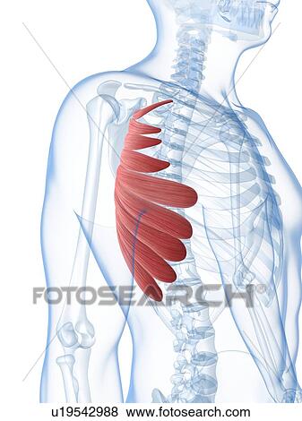 Chest muscle, artwork View Large Illustration Stock Illustration - Chest muscle, artwork. Fotosearch