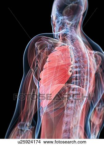 Chest muscle, artwork View Large Illustration Stock Illustration - Chest muscle, artwork. Fotosearch