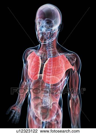Chest muscles, artwork View Large Illustration Drawing - Chest muscles, artwork. Fotosearch