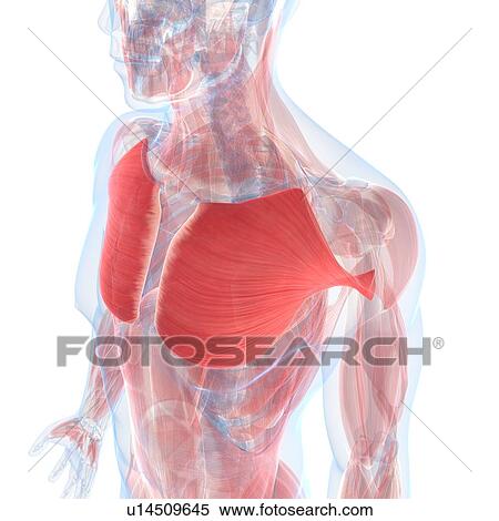 Chest muscles, artwork View Large Illustration Stock Illustration - Chest muscles, artwork. Fotosearch