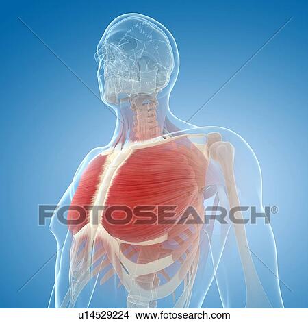 Chest muscles, artwork View Large Illustration Stock Illustration - Chest muscles, artwork. Fotosearch