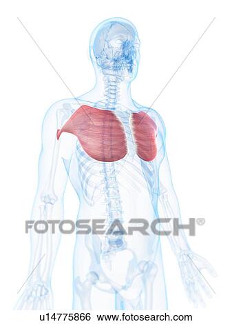 Stock Illustration - Chest muscles, artwork. Fotosearch
