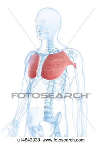 Stock Illustration - Chest muscles, artwork. Fotosearch