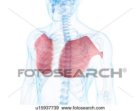Stock Illustration - Chest muscles, artwork. Fotosearch