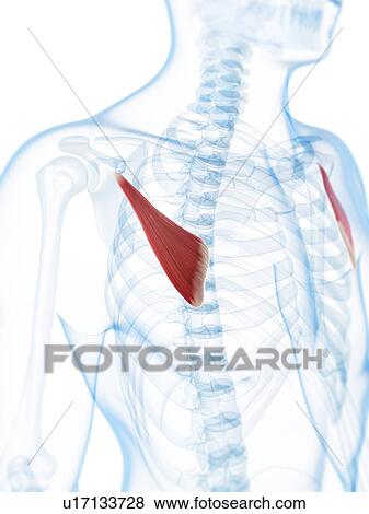 Chest muscles, artwork View Large Illustration Stock Illustration - Chest muscles, artwork. Fotosearch