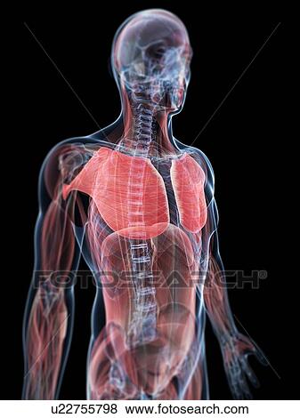Chest muscles, artwork View Large Illustration Stock Illustration - Chest muscles, artwork. Fotosearch