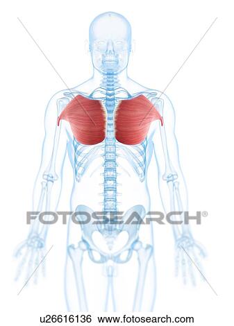 Chest Muscles Diagram : Pectoral Muscles Area Innervation ...