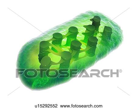 Chloroplast, artwork View Large Illustration Drawing - Chloroplast, artwork. Fotosearch