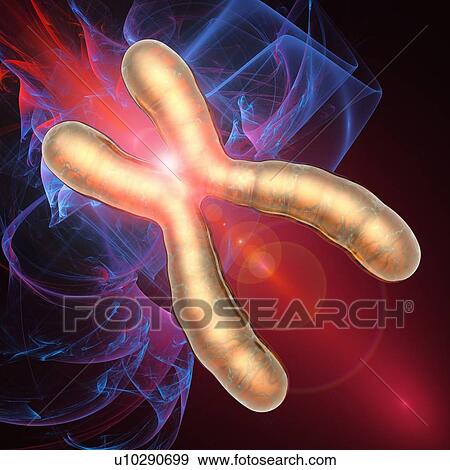 Chromosome, artwork View Large Illustration Stock Illustration - Chromosome, artwork. Fotosearch