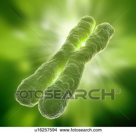 Chromosome, artwork View Large Illustration Stock Illustration - Chromosome, artwork. Fotosearch