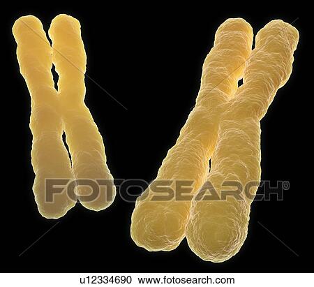Clipart - Chromosomes, artwork. Fotosearch