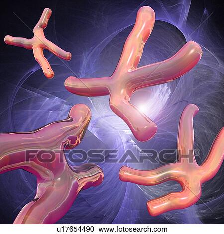 Chromosomes, artwork View Large Illustration Clipart - Chromosomes, artwork. Fotosearch