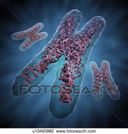 Chromosomes, artwork View Large Illustration Drawing - Chromosomes, artwork. Fotosearch