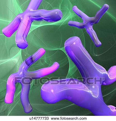 Chromosomes, artwork View Large Illustration Drawing - Chromosomes, artwork. Fotosearch