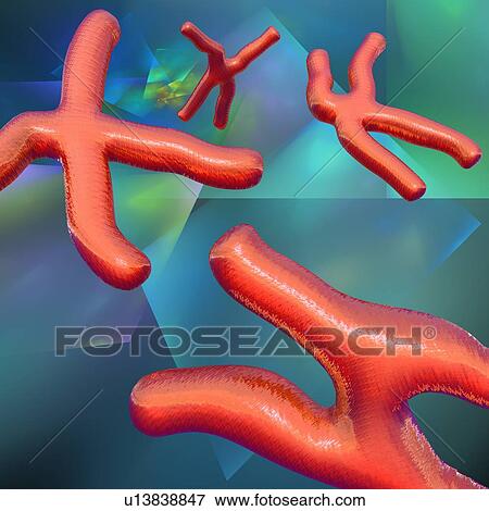 Chromosomes, artwork View Large Illustration Stock Illustration - Chromosomes, artwork. Fotosearch