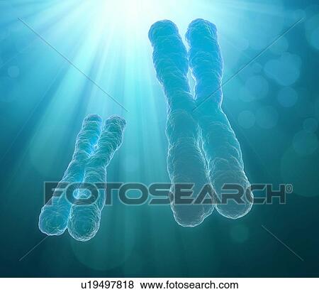 Chromosomes, artwork View Large Illustration Stock Illustration - Chromosomes, artwork. Fotosearch