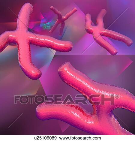Chromosomes, artwork View Large Illustration Stock Illustration - Chromosomes, artwork. Fotosearch