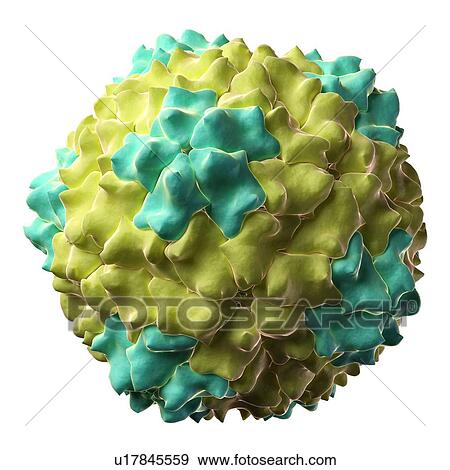 Stock Illustration - Cocksfoot mottle virus, artwork. Fotosearch