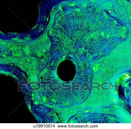 Stock Illustration - Compact bone, light micrograph. Fotosearch