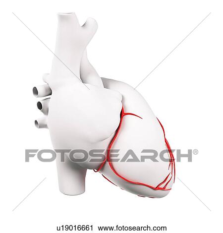 Coronary arteries, artwork View Large Illustration Clip Art - Coronary arteries, artwork. Fotosearch