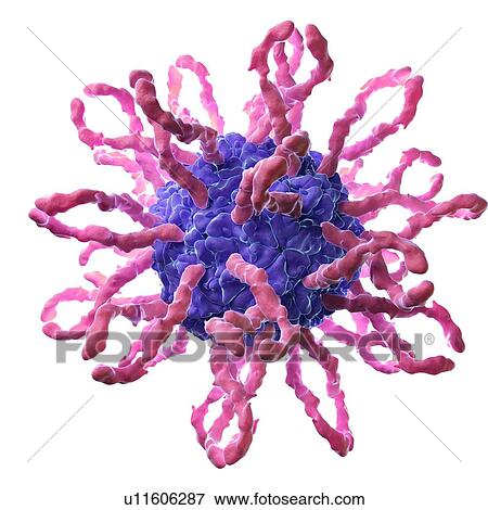 Coxsackievirus, artwork View Large Illustration Stock Illustration - Coxsackievirus, artwork. Fotosearch