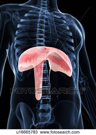 Diaphragm, artwork View Large Illustration Drawing - Diaphragm, artwork. Fotosearch