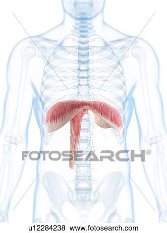 Stock Illustration - Diaphragm, artwork. Fotosearch