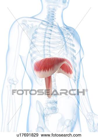 Diaphragm, artwork View Large Illustration Stock Illustration - Diaphragm, artwork. Fotosearch