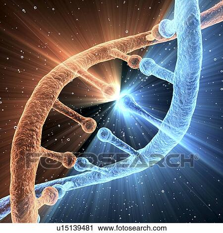 Clip Art - DNA molecule, artwork. Fotosearch