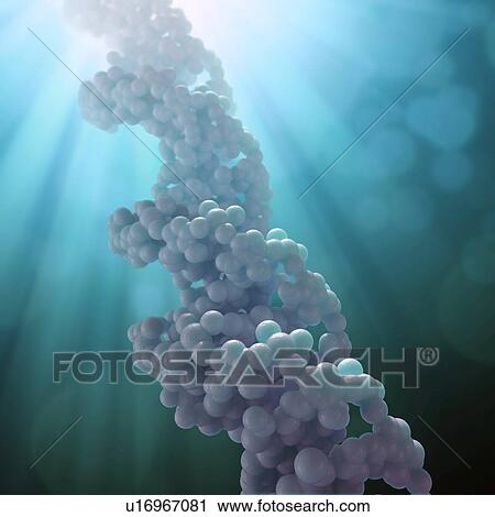 DNA molecule, artwork View Large Illustration Clip Art - DNA molecule, artwork. Fotosearch