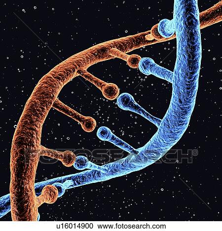 DNA molecule, artwork View Large Illustration Clipart - DNA molecule, artwork. Fotosearch