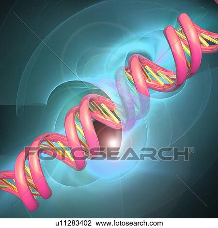 DNA molecule, artwork View Large Illustration Drawing - DNA molecule, artwork. Fotosearch