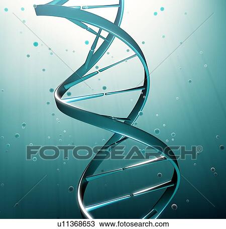 DNA molecule, artwork View Large Illustration Drawing - DNA molecule, artwork. Fotosearch