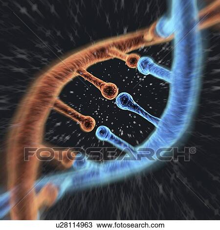 DNA molecule, artwork View Large Illustration Drawing - DNA molecule, artwork. Fotosearch