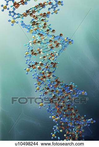DNA molecule, artwork View Large Illustration Stock Illustration - DNA molecule, artwork. Fotosearch