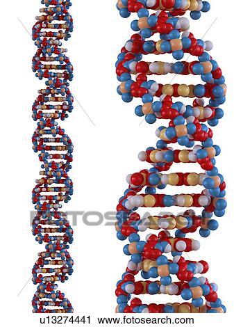 Clip Art - DNA molecules, artwork. Fotosearch