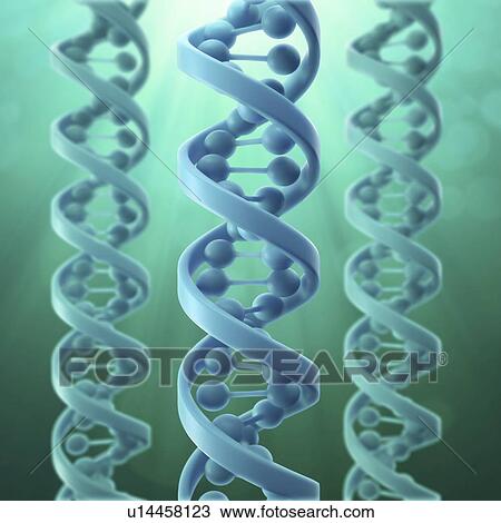 Drawing - DNA molecules, artwork. Fotosearch